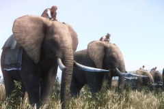 Pilim (African Elephants) Freshly captured and herded into battle, these beasts are not to be relied upon. But, only a fool would not fear their charge!