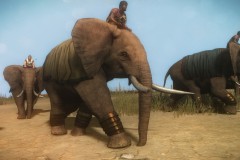 Elephants